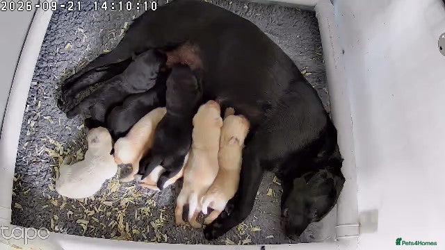 Labrador Retriever dogs Fittybank Working Labradors for sale - Advert 2