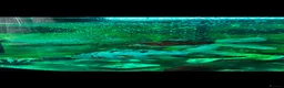 Koi Carp fish for sale: Fish for sale with tank  in London - Advert 4
