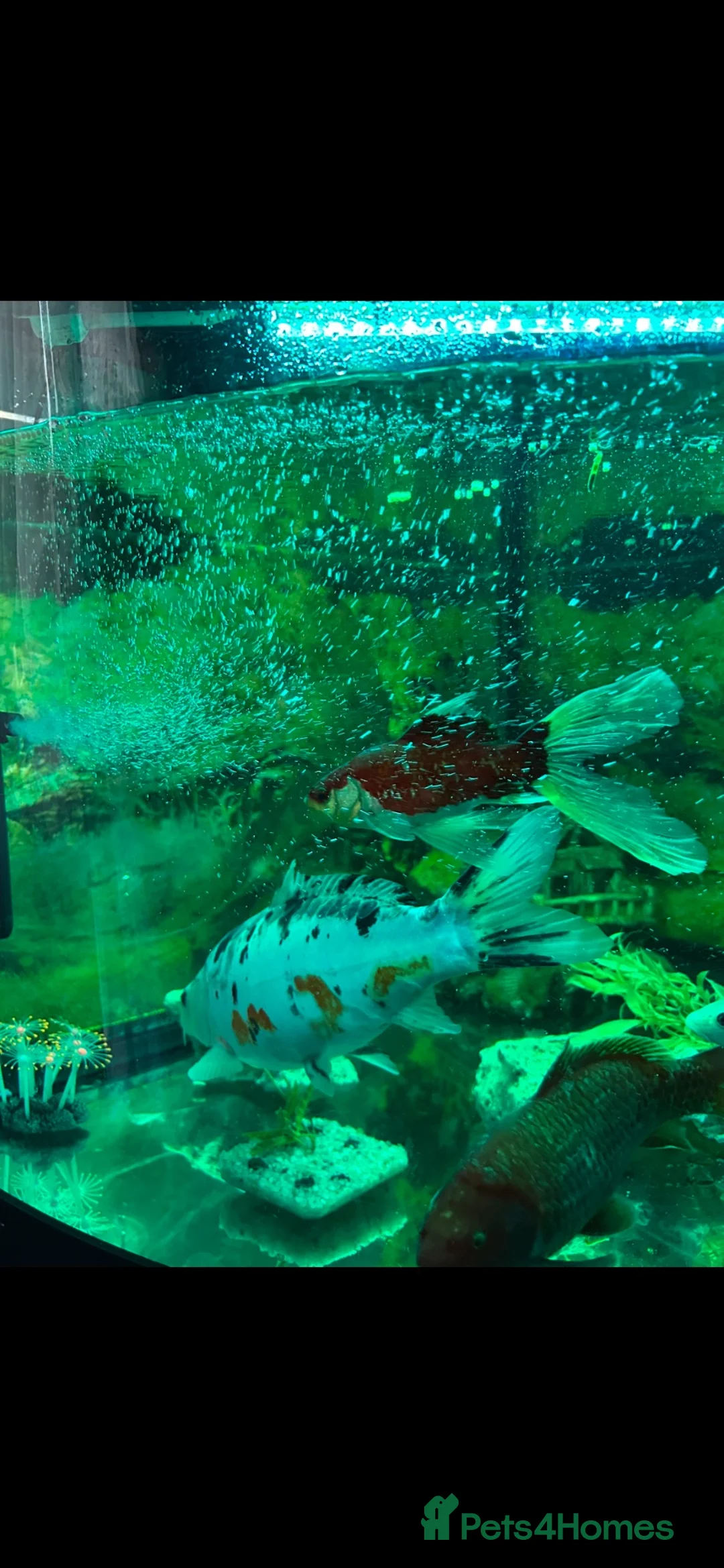 Koi Carp fish for sale: Fish for sale with tank  in London - Advert 4