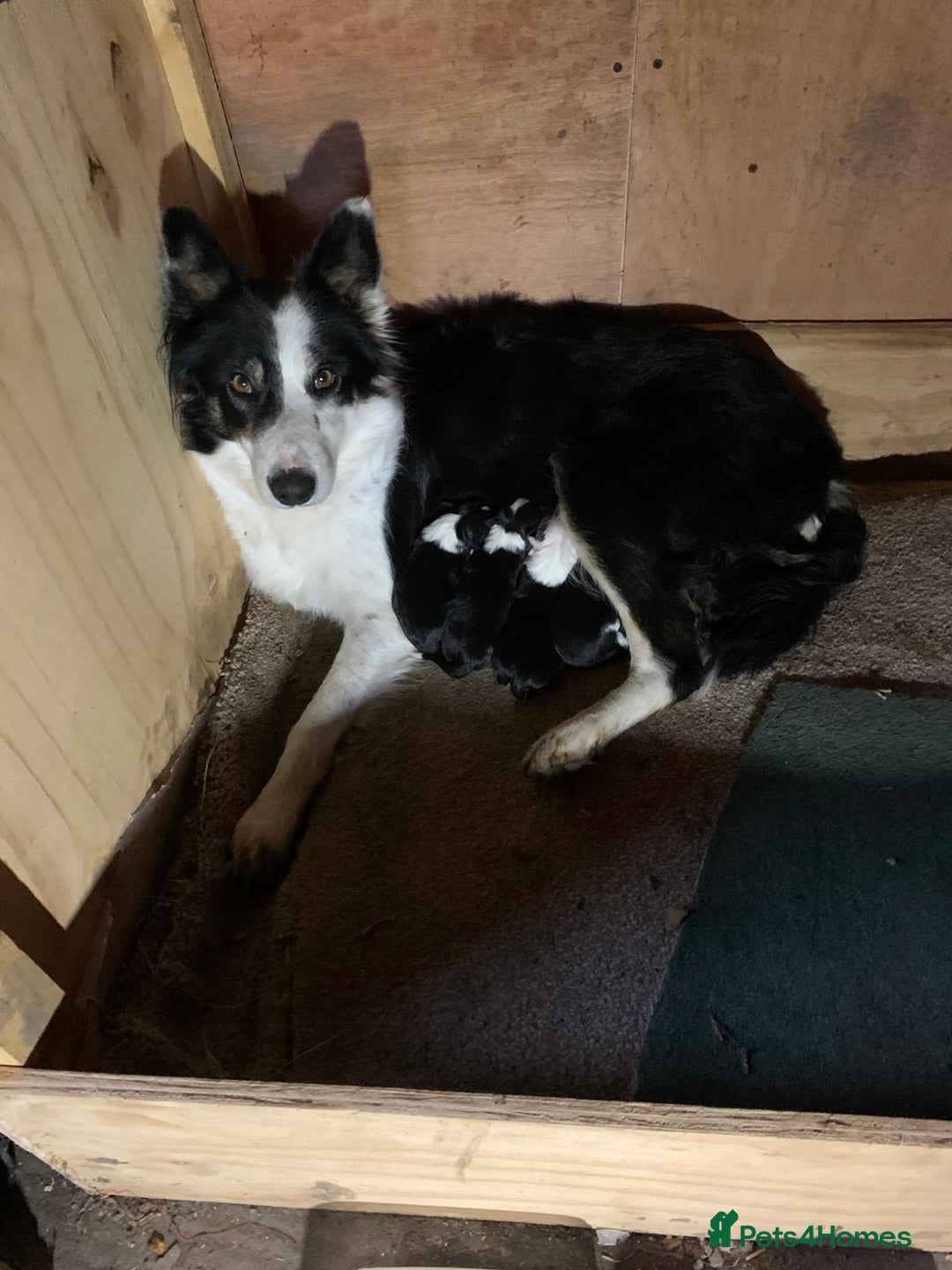 Border Collie dogs for sale: Border Collies - available for  **  - Advert 8