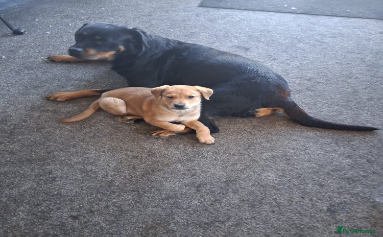 Mixed Breed dogs - Advert 1