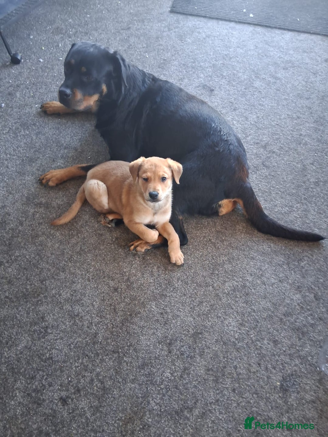 Mixed Breed dogs for sale: Whippet rottweiler  - Image 1