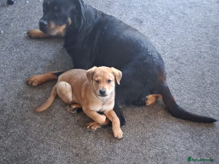 Mixed Breed dogs - Advert 2