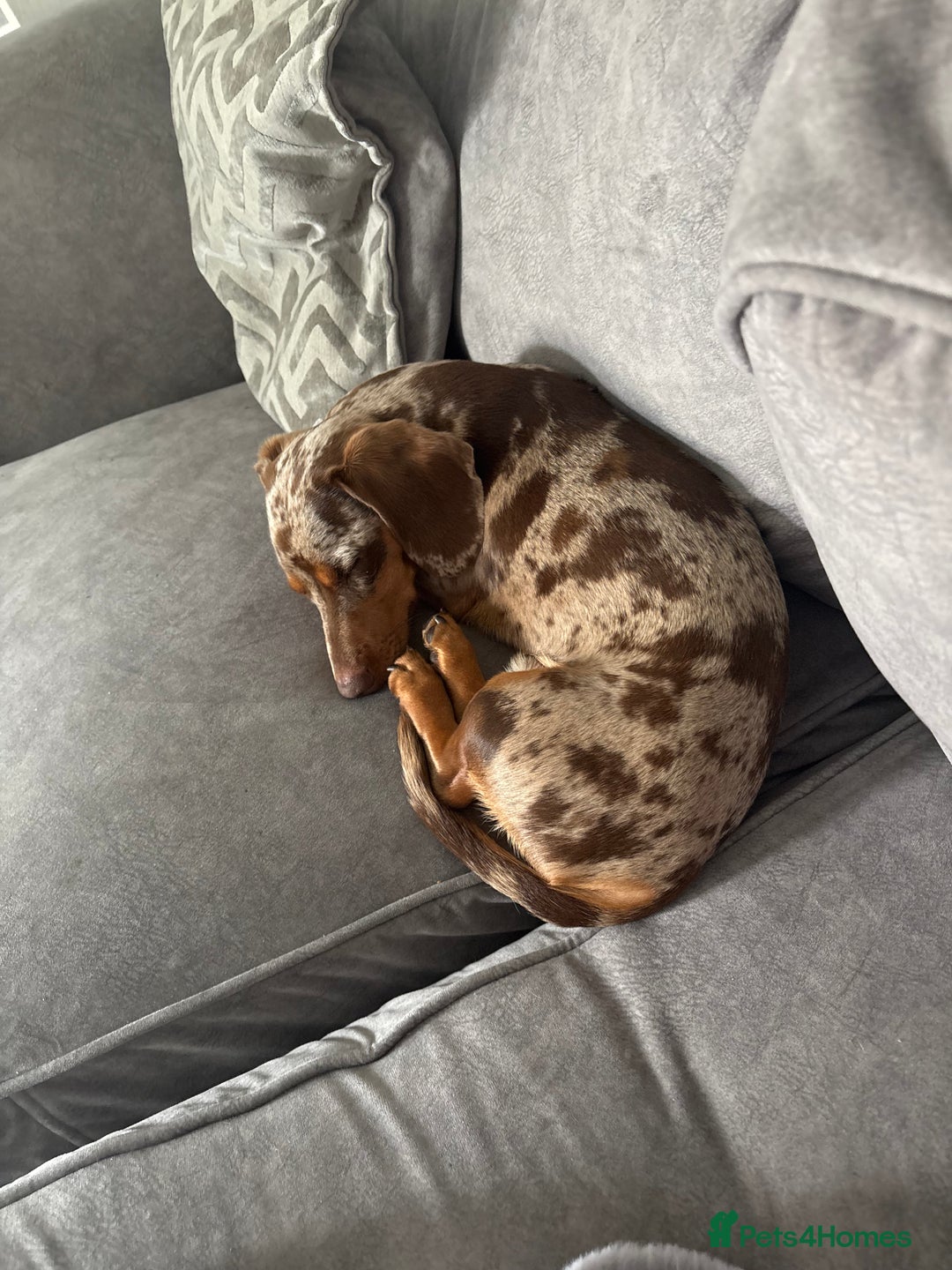 Miniature Dachshund dogs for stud: Chocolate and tan dapple for stud - Image 2