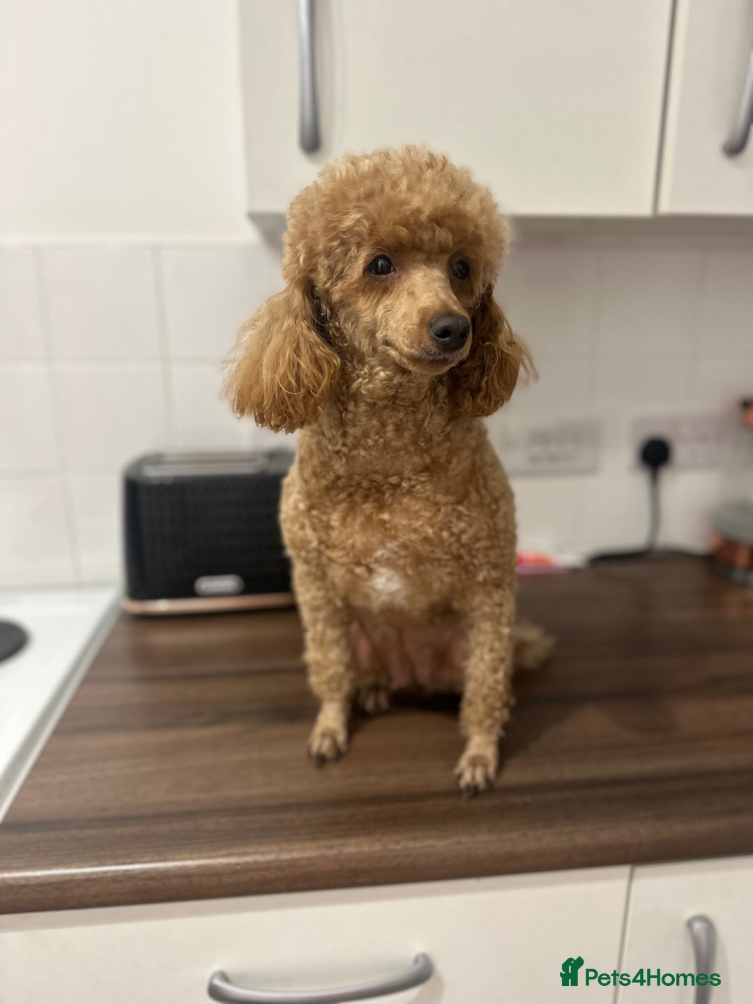 Miniature Poodle dogs for sale: Miniature Pedigree Poodles  - Advert 2