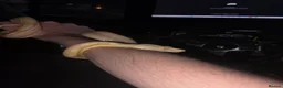 Boa Snake reptiles for sale: CB25 motley albino female boa constrictor  in Stourbridge - Advert 4