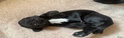 Sprocker dogs for sale: Gorgeous Sprocker spaniels for sale in West Byfleet - Advert 16