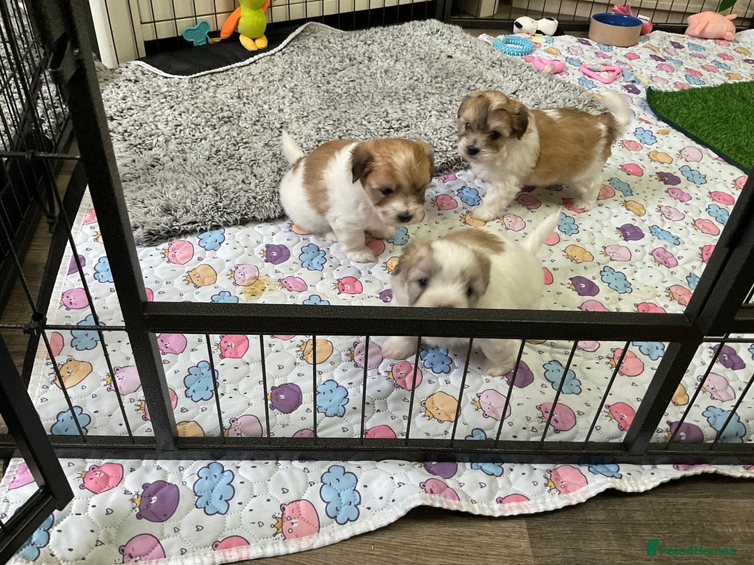Coton De Tulear dogs for sale: Coton de Tulear Girls - Image 1
