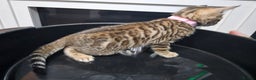Bengal cats for sale: ✨️Stunning Bengal Babies-Exotic, Playful & Loving - Advert 19
