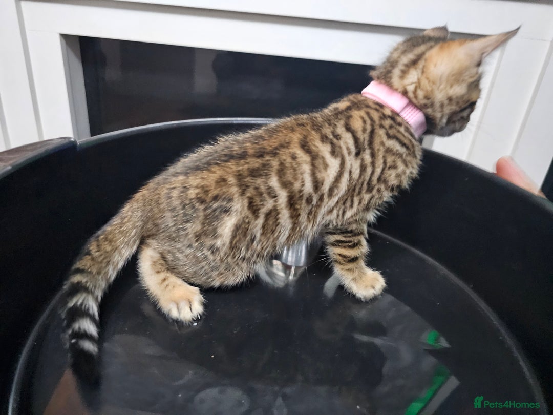 Bengal cats for sale: ✨️Stunning Bengal Babies-Exotic, Playful & Loving - Advert 19
