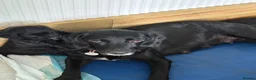 Springador dogs for sale: Springerdor puppy female - Advert 5