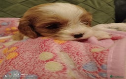 Cavapoo dogs for sale: A stunning litter of cavapoo beautiful costs  - Image 24