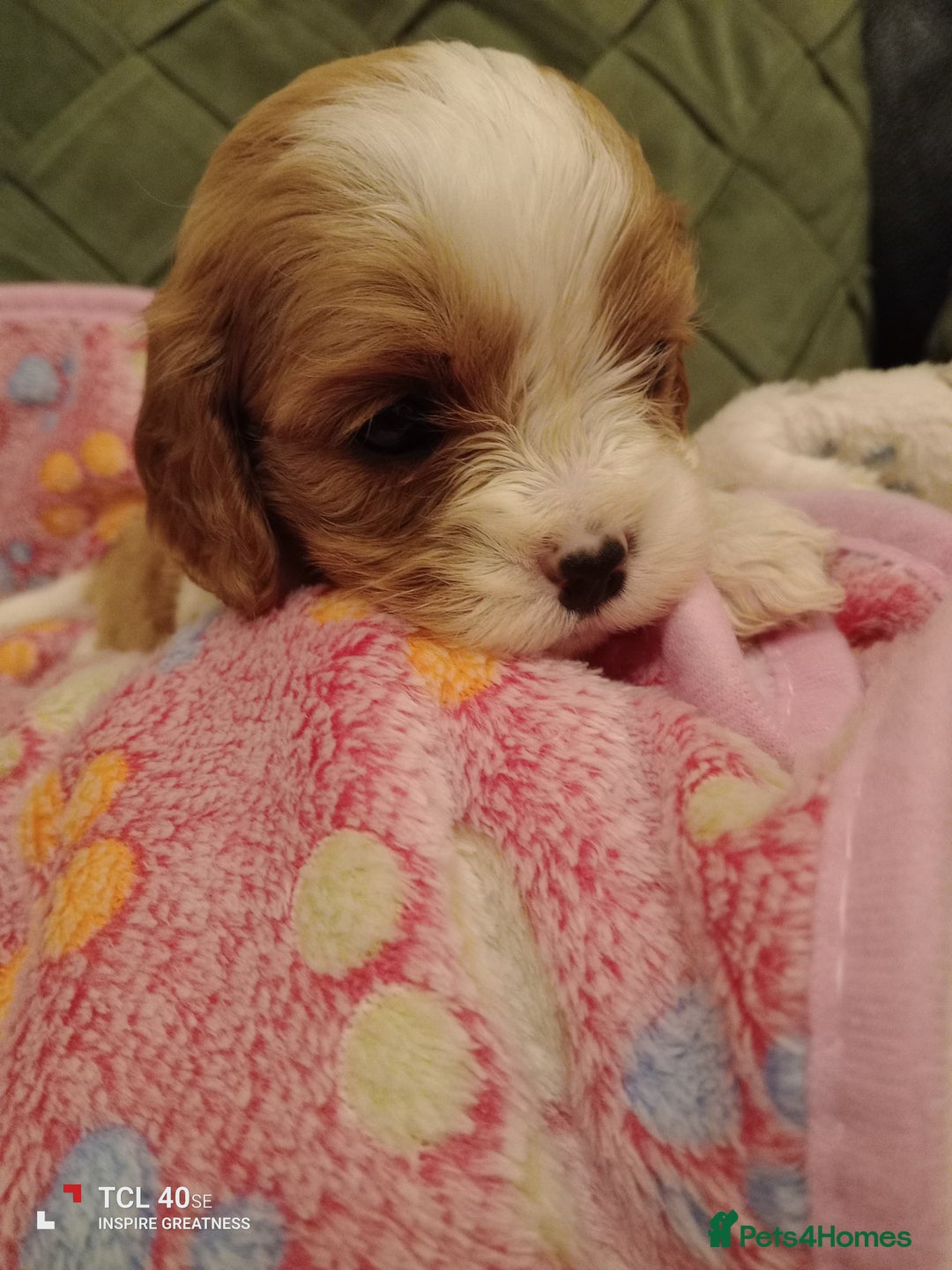 Cavapoo dogs for sale: A stunning litter of cavapoo beautiful costs  - Image 24