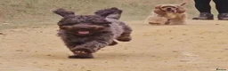 Miniature Schnauzer dogs for sale: Beautiful Litter Mini Schnauzer X Mini Poodle - Advert 14