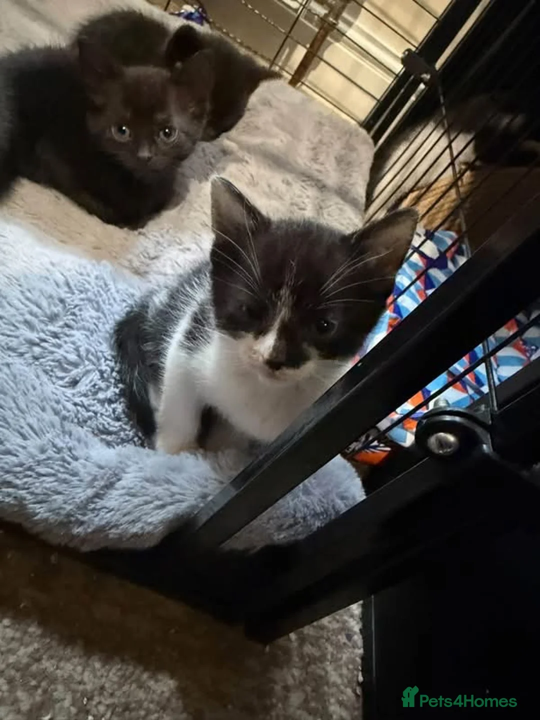 Mixed Breed cats for sale: Kittens mixed breed black and white - Advert 2