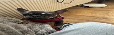 French Bulldog 1