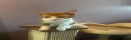 Domestic Shorthair cats for adoption: 1 ginger & white rescue kitten waiting for homes in Hook - Advert 3