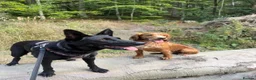 German Shepherd dogs for sale: Luna German shepherd for rehome - Advert 3