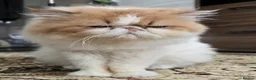 Persian cats for sale: Persian Cats Looking for Forever Loving Home - Advert 6