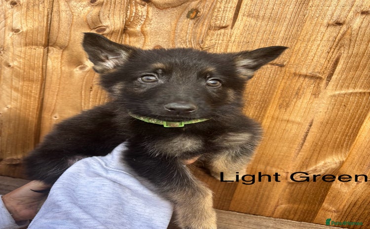 German Shepherd dogs - Advert 2