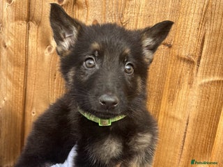 German Shepherd dogs - Advert 34