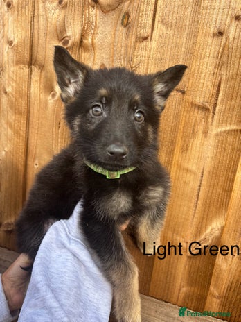 German Shepherd dogs - Advert 2