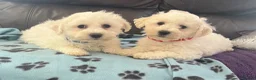 Bichon Frise dogs for sale: bichon Frise puppies  - Advert 4
