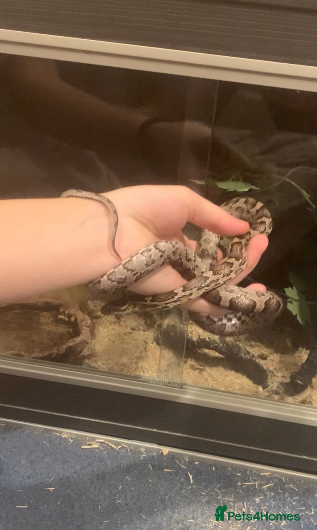 Corn Snake reptiles for sale: Corn snakes for sale - Image 5