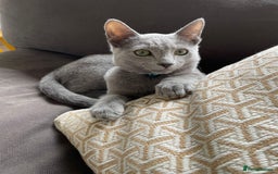 Russian Blue cats for sale: Rehoming: 18 month old Russian Blue - Image 5