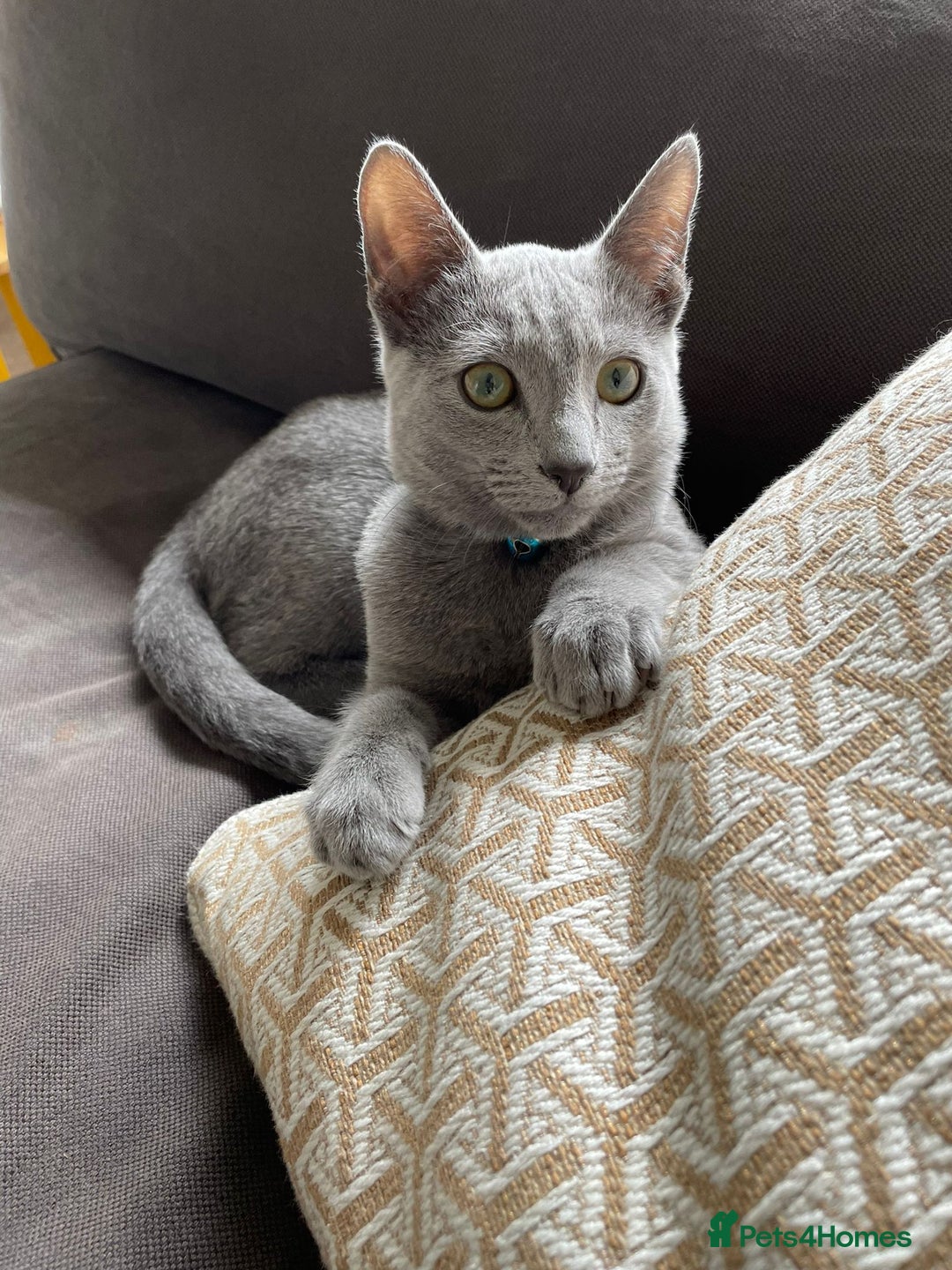 Russian Blue cats for sale: Rehoming: 18 month old Russian Blue - Image 5