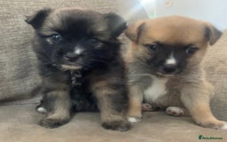 Pomchi dogs for sale: 2x Boy 1x Girl Pomchi Puppies   - Image 2