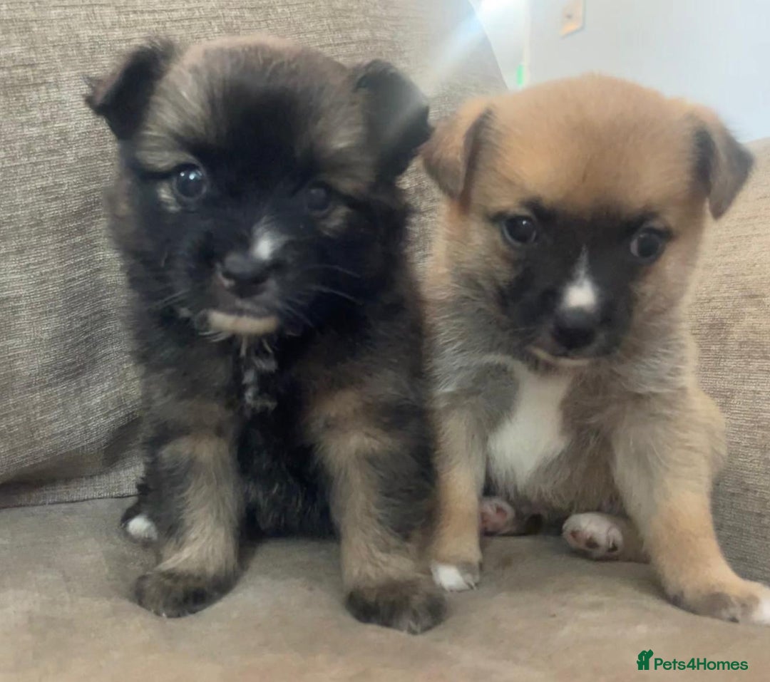 Pomchi dogs for sale: 2x Boy 1x Girl Pomchi Puppies   - Image 2