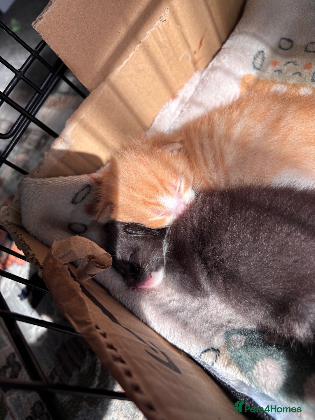 Domestic Shorthair cats for sale: Kittens - Image 8