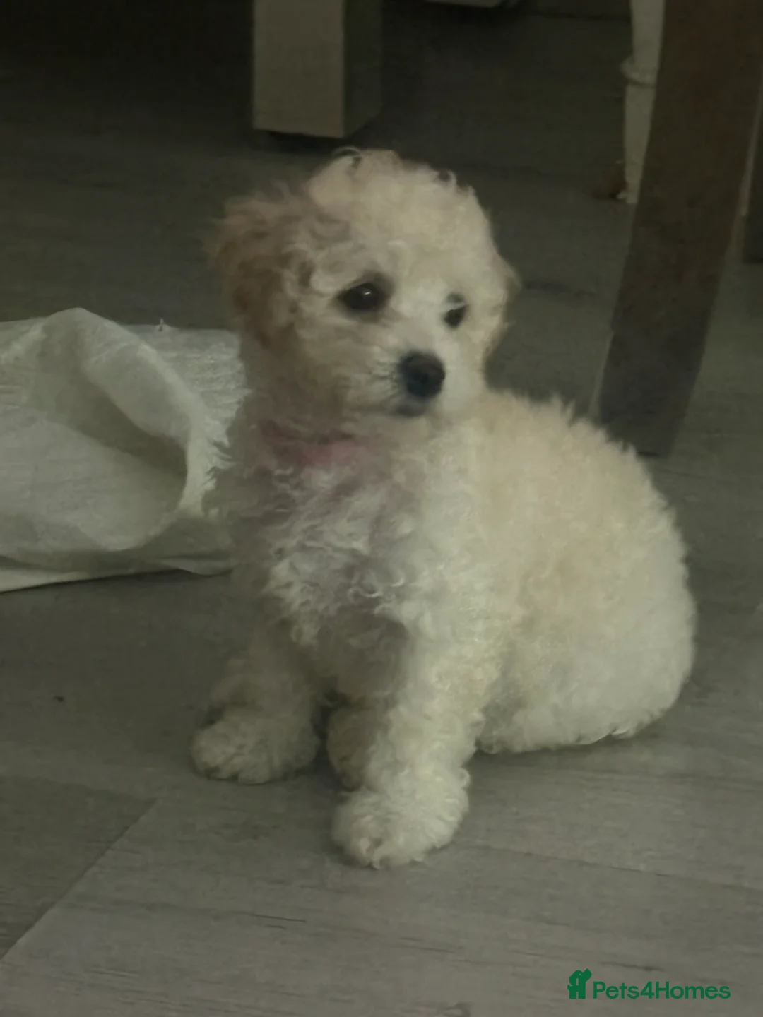 Cavapoochon dogs for sale: *REDUCED*LAST BABY GIRLS LEFT READY TO LEAVE NOW  - Advert 2