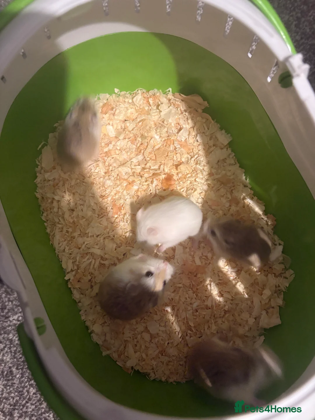 Hamster rodents for sale: Baby hamsters  in Enfield - Advert 3
