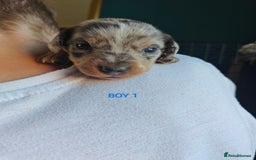 Mixed Breed dogs for sale: Jackweenie puppies - Image 7