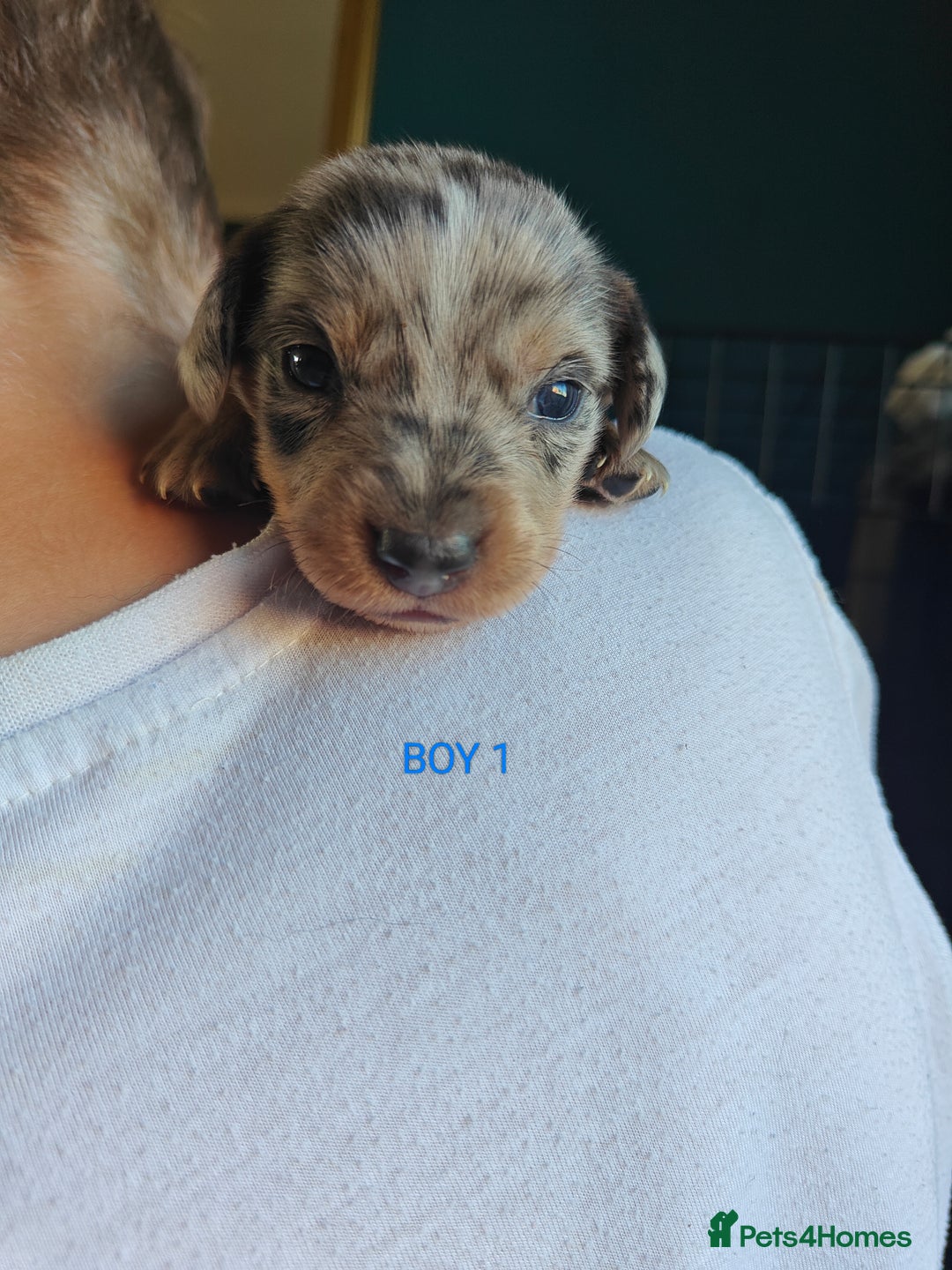 Mixed Breed dogs for sale: Jackweenie puppies - Image 7