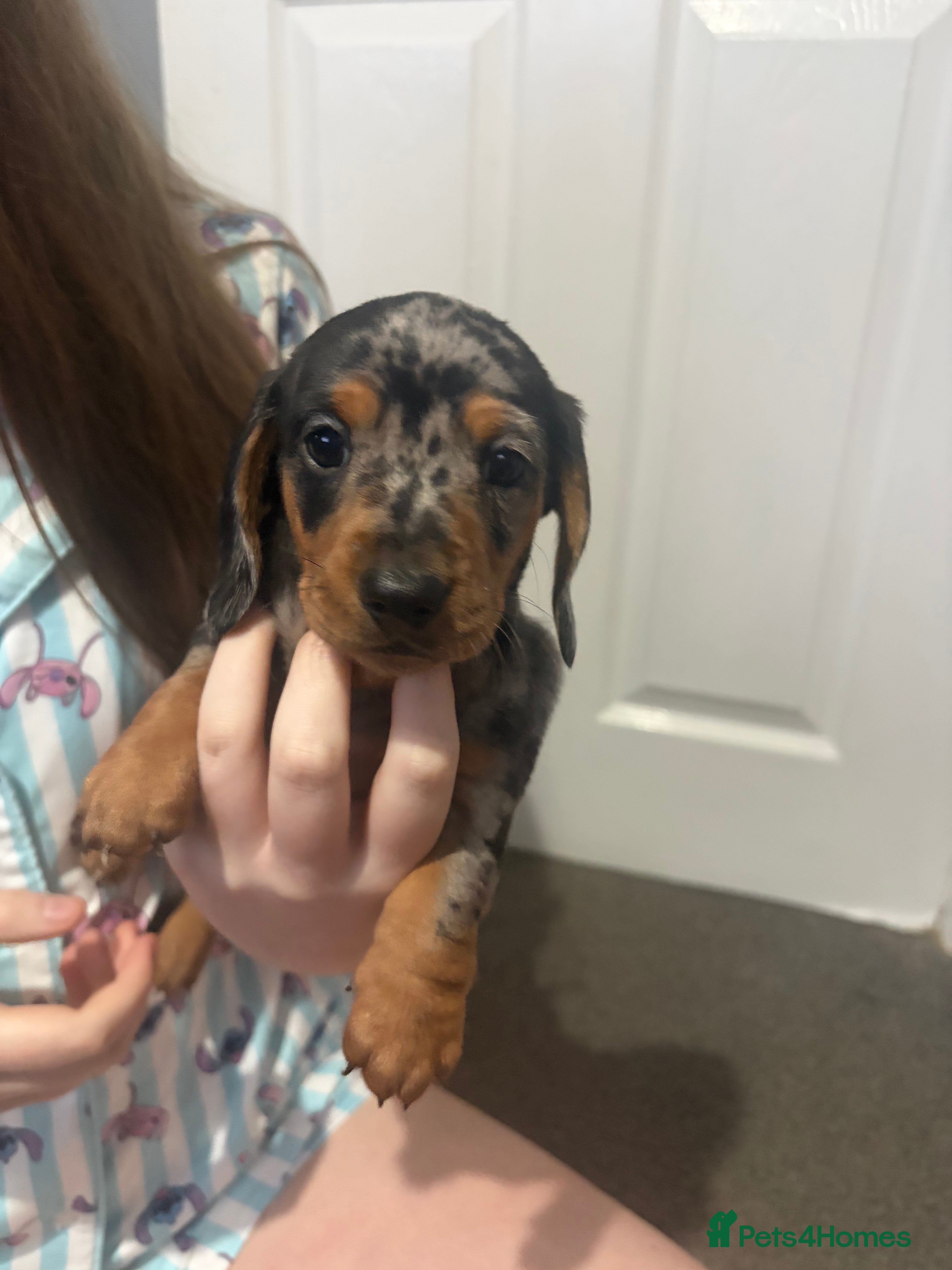 Dachshund dogs 2 boy Miniture dashund puppies for sale  - Advert 1