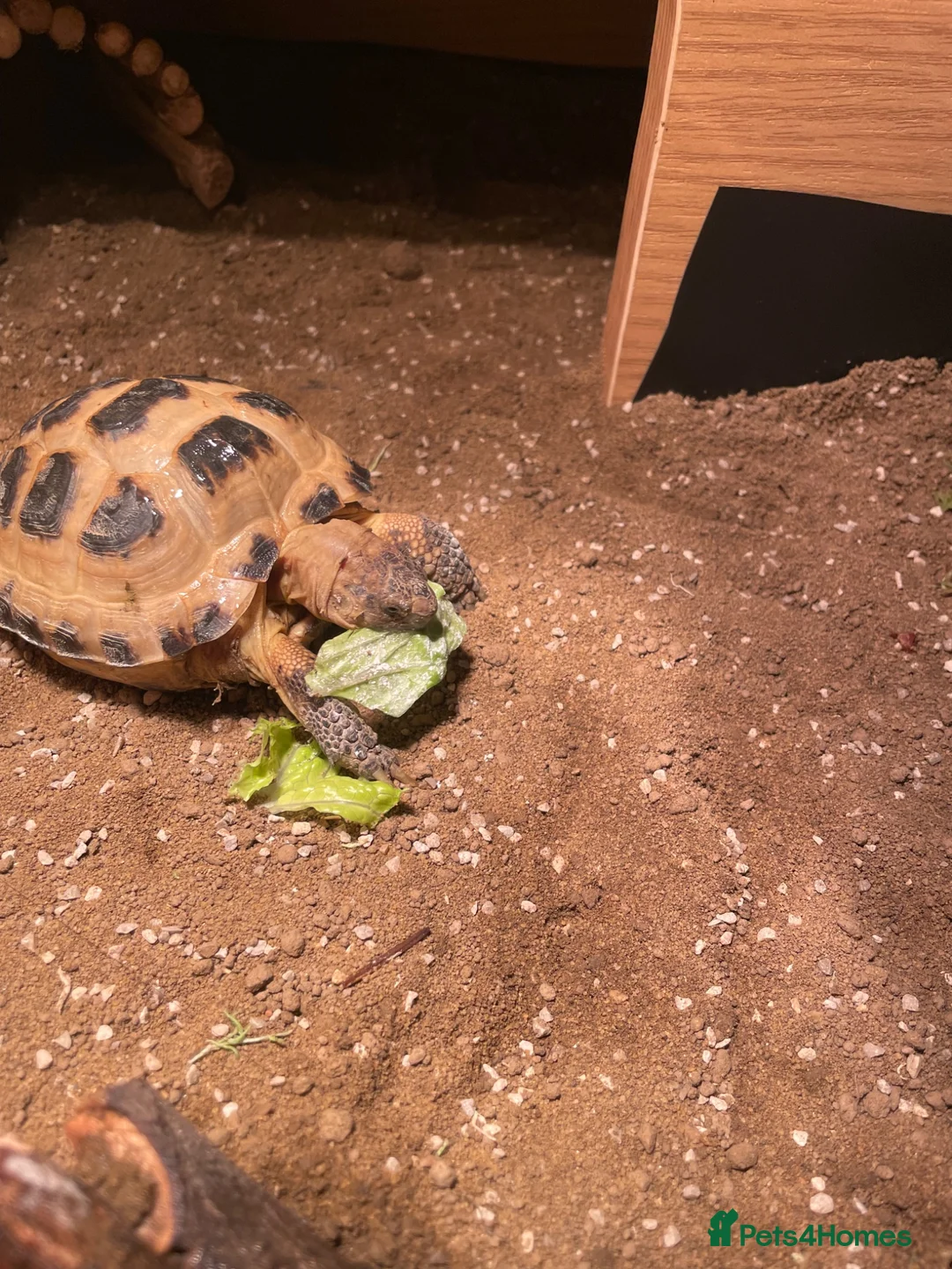 Tortoise reptiles for sale: Horsefeild Tortoise also know as russian tortoise  in Mansfield - Advert 6