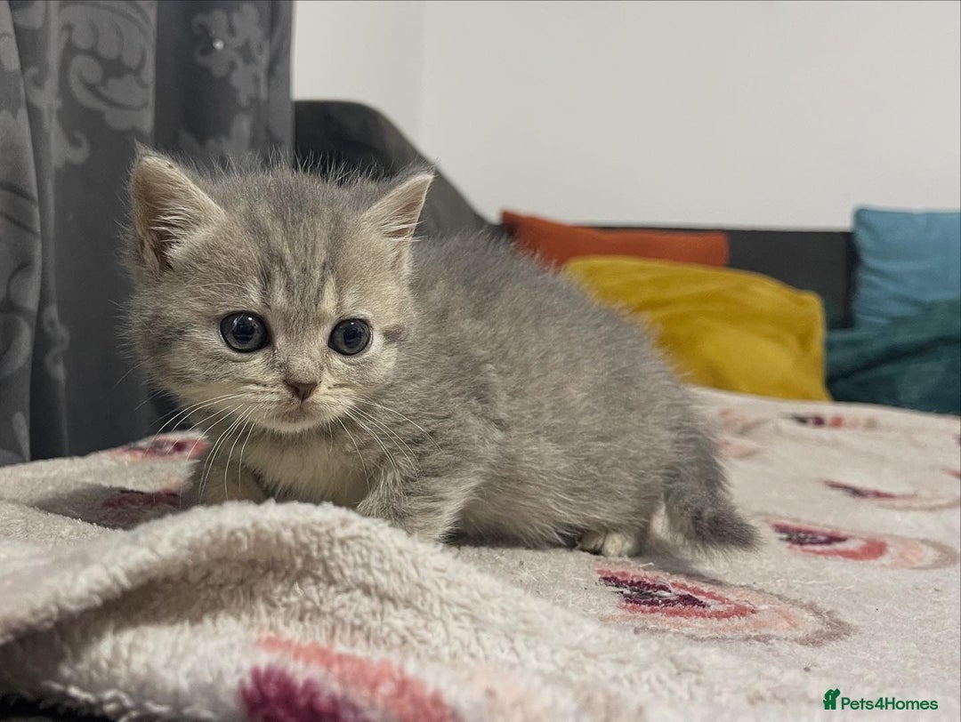 British Shorthair cats for sale: British shorthair kittens responsibly bred - Image 1