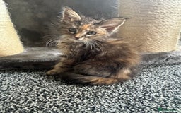 Ragdoll cats for sale: Ragdoll cross Mainecoon kittens  - Image 11