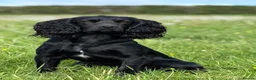 Cocker Spaniel dogs for sale: Top Quality KC  Working Cocker Spaniel puppies  in Cardiff - Advert 6