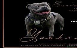 Staffordshire Bull Terrier dogs for sale: 🏆  GRAND CHAMPION & x15 CHAMPION Staffordshire - Image 2