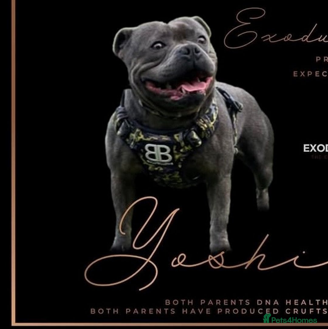 Staffordshire Bull Terrier dogs for sale: 🏆  GRAND CHAMPION & x15 CHAMPION Staffordshire - Image 2