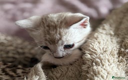 Bengal cats for sale: 💙Stunning Silver Mink Bengal TICA registered  - Image 26