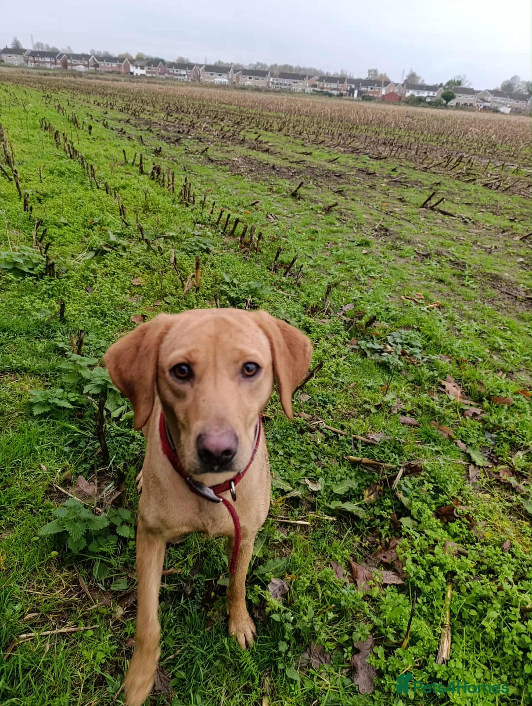 Labrador Retriever dogs for sale: Female Labrador  - Advert 3