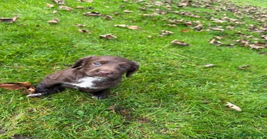Cocker Spaniel dogs - Advert 2