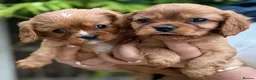 Cavalier King Charles Spaniel dogs for sale: Gorgeous litter of ruby cavaliers ready now  - Advert 3