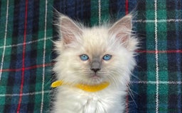 Ragdoll cats for sale: Ragdoll Kitten GCCF, ready now. - Image 4