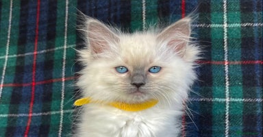 Ragdoll cats - Advert 5